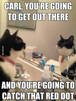 cat mirror self talk